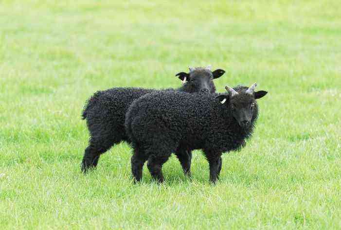 Razas de ovejas negras