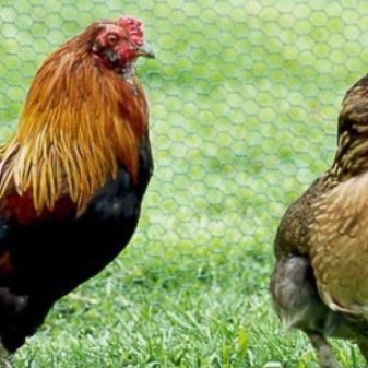 Racer af kyllinger, der lægger blå og grønne æg
