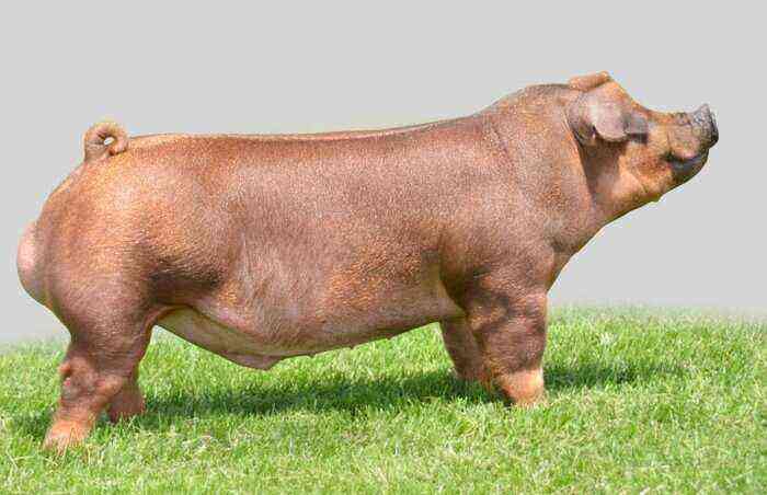 Breeds of pigs for meat production