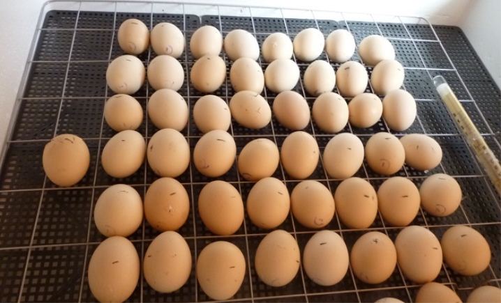 Broiler incubation: process features