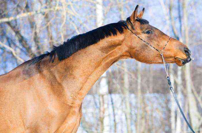 Budyonnovskaya breed of horses