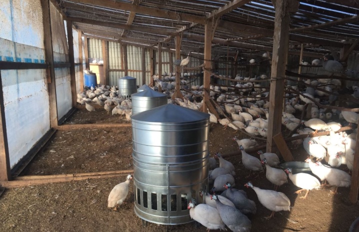 Bunker feeders for chickens: description and manufacture