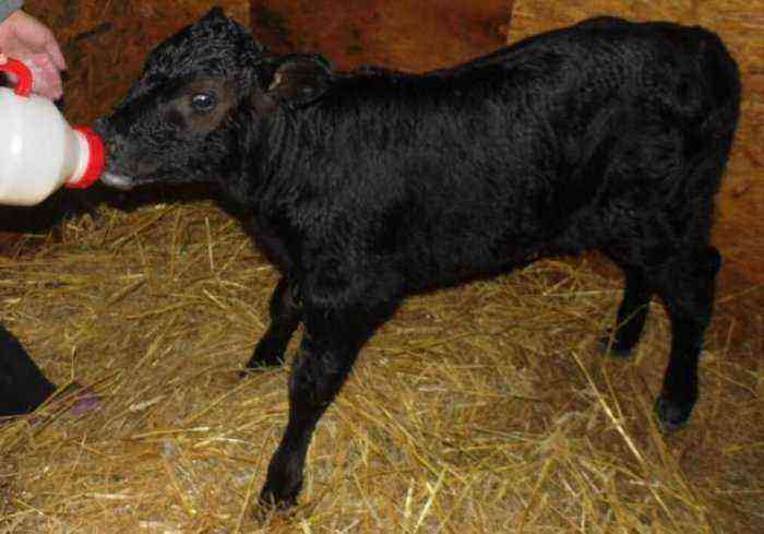 Calf weight at birth