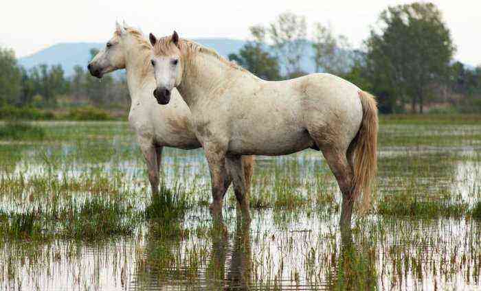 Appearance of Camargue horses