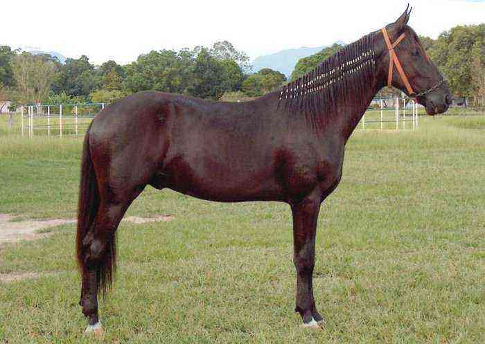 The appearance of horses of the Campolina breed