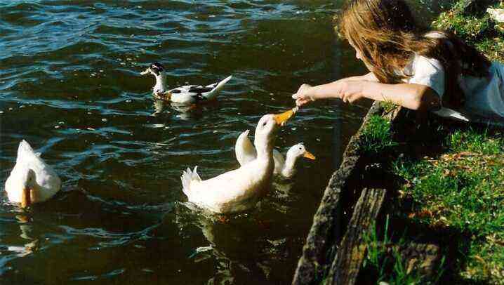 Can ducks be fed bread? Why can't you give them a roll and black bread?