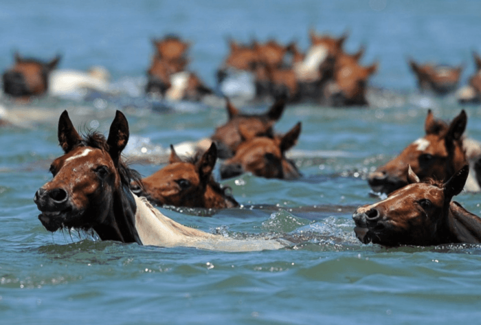 Horses in the sea