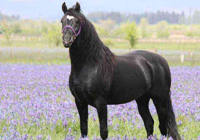 Canadian horse breed