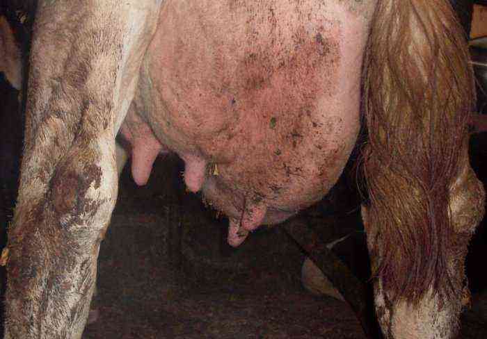 牛のカタル性乳房炎
