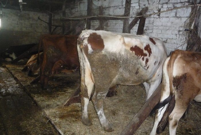 Unsatisfactory conditions for keeping cattle