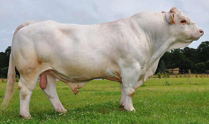 An adult bull weighs up to 1100 kg