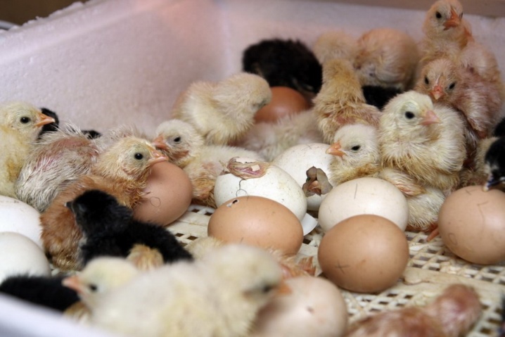 Polli Rhode Island: descrizione della razza, caratteristiche di riproduzione, cura e alimentazione.  Malattie, loro prevenzione e trattamento