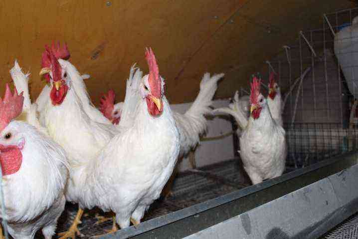 Chickens cross coral description of the breed, rearing laying hens and roosters