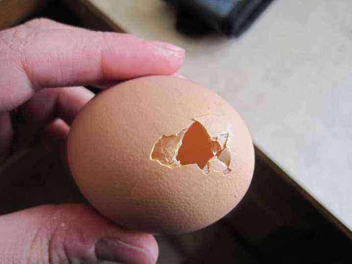 Kuřata klují vejce: jaké jsou důvody a co dělat?