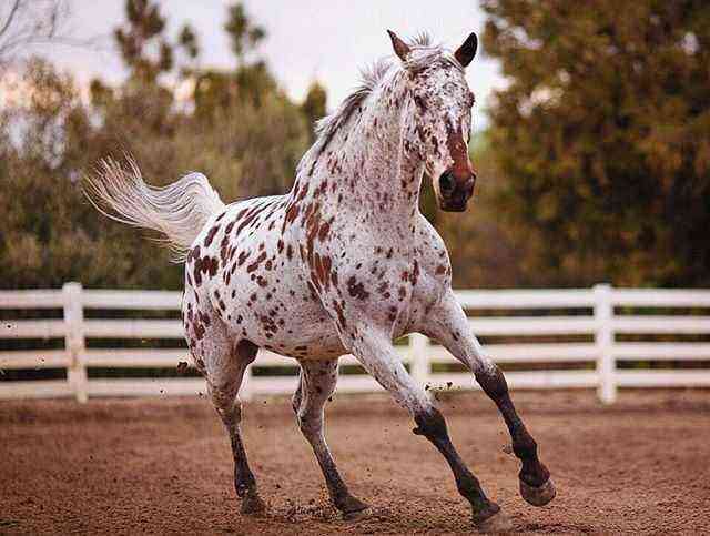 Chubara horse color