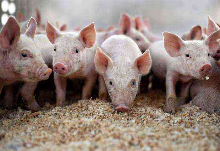 Circovirus in pigs