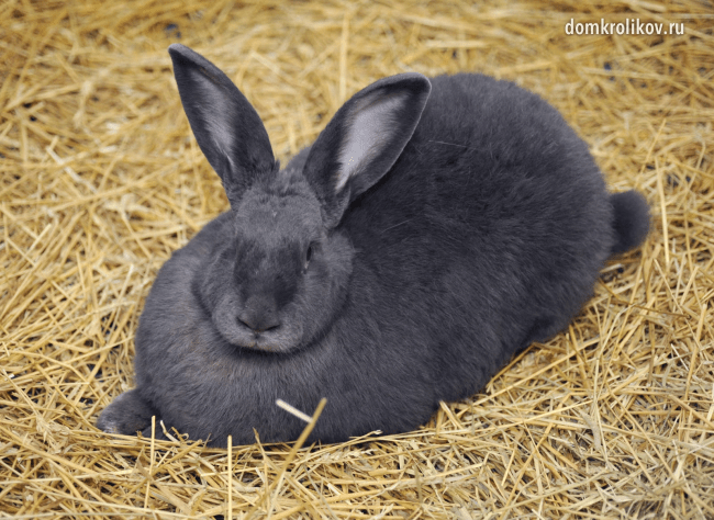 Coccidiosis in rabbits and treatment with folk remedies