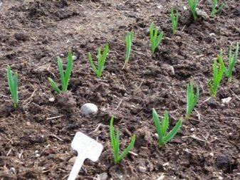 Collecting and planting garlic seeds