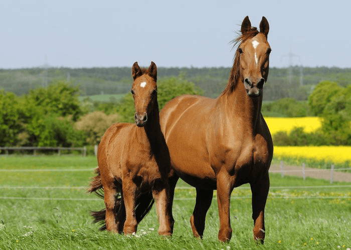 Cavalo vermelho hanoveriano