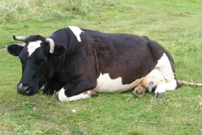 Poor appetite in a cow as a symptom