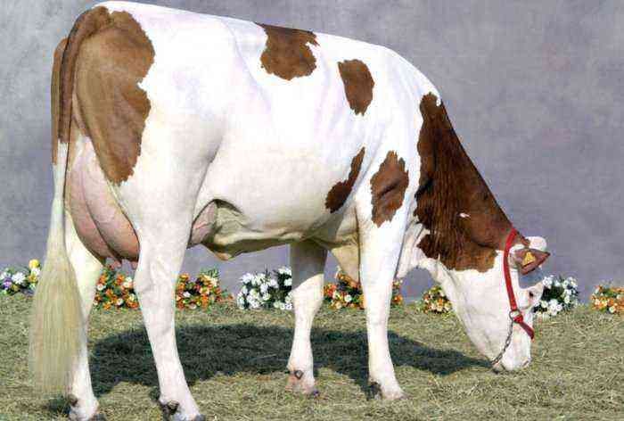 Cow breed Montbéliarde