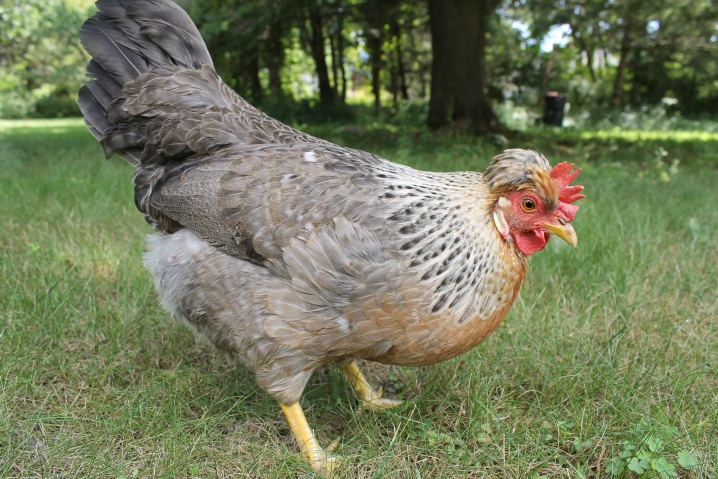 Crested chickens: characteristics, types and care