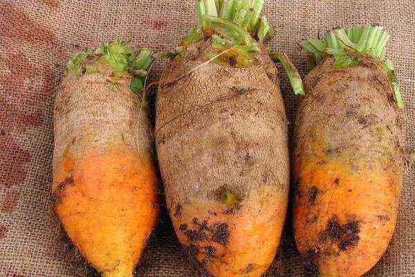 Cultivation of fodder beets for animals