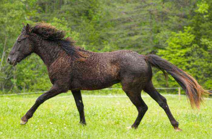 Curly Transbaikal horse breed