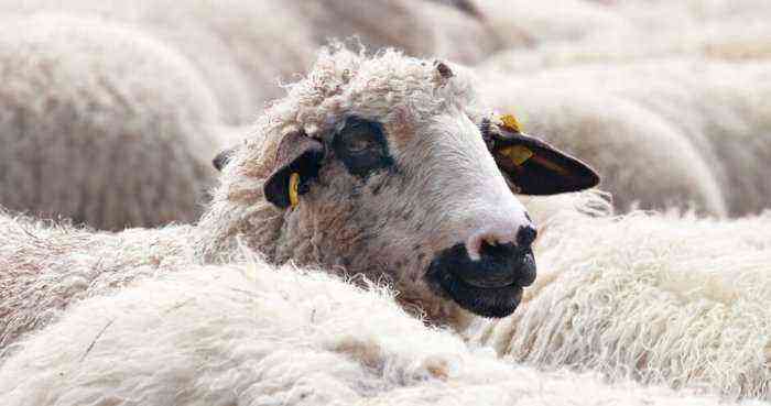 Dagestan sheep