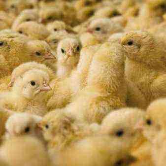 Denní kuřata: co krmit a jaké podmínky jsou potřebné pro údržbu?