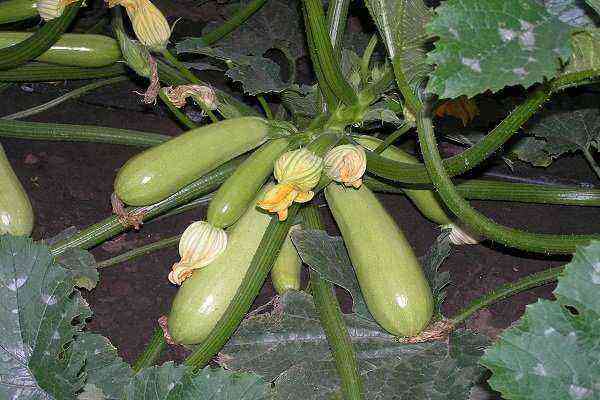 Description and main characteristics of the zucchini Iskander with photos and reviews