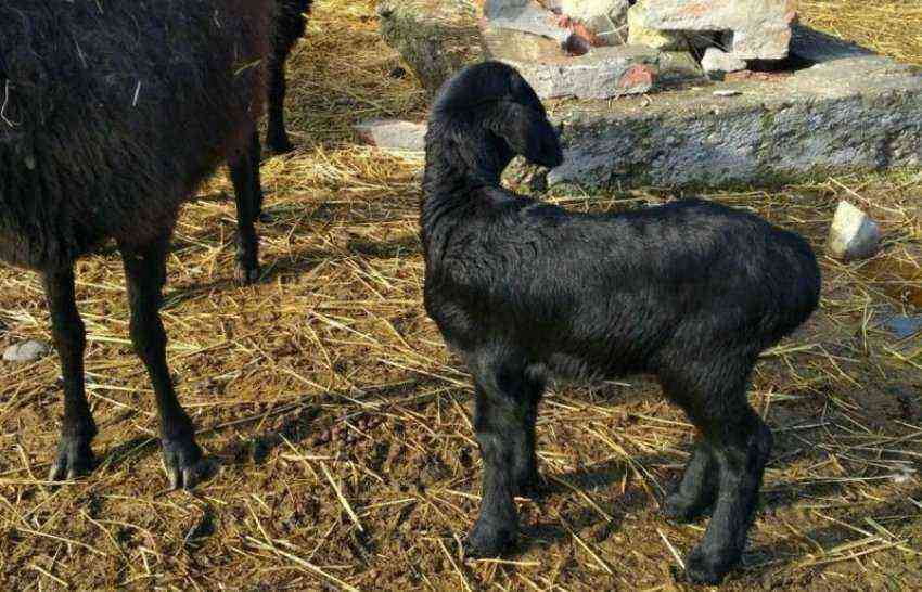 Description, features and breeding of the Edilbaev breed of sheep