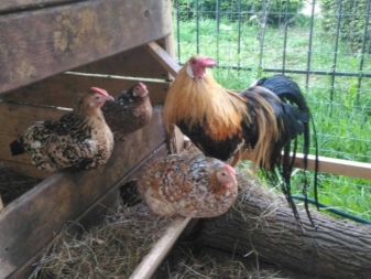 Beskrivelse av kyllinger og haner, reglene for vedlikehold og avl