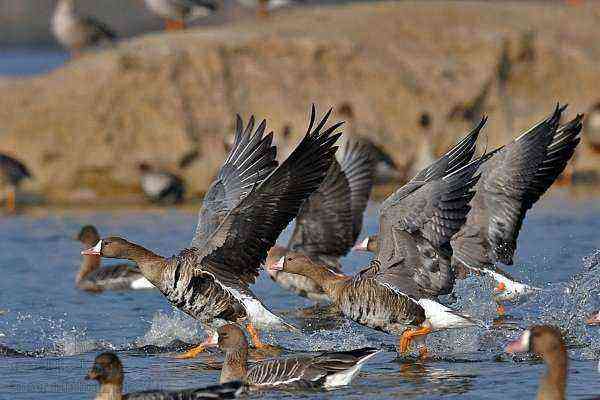 Description of the White-fronted Goose: what is remarkable about this wild bird?