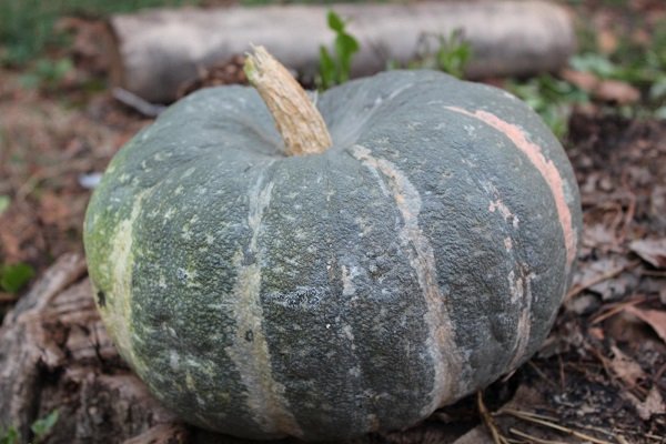 Description of the pumpkin variety "Medicinal". Growing Features