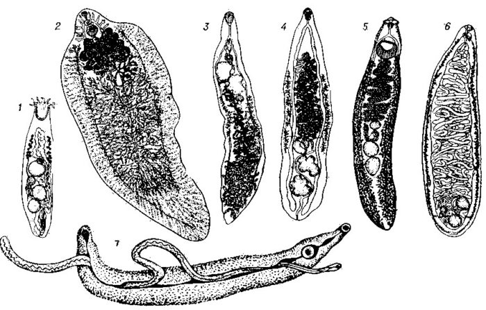 Full cycle of Dicrocoelium lanceatum
