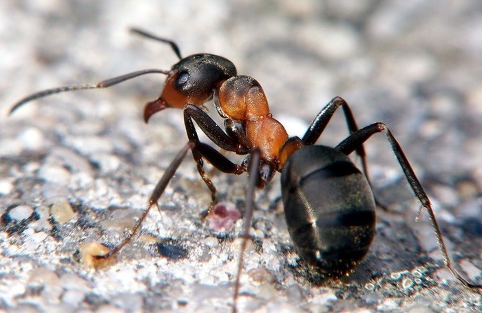 W fazie metacerkarii robak może zimować w ciele mrówki.