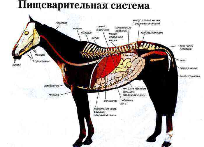 The structure of the digestive system of a horse