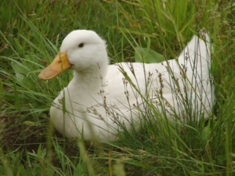 Duck Blagovarskaya
