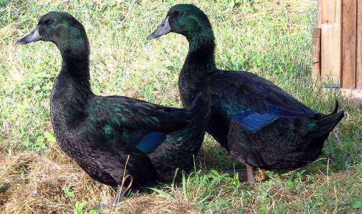 Ducks are the best representatives of the meat direction with a description for breeding at home