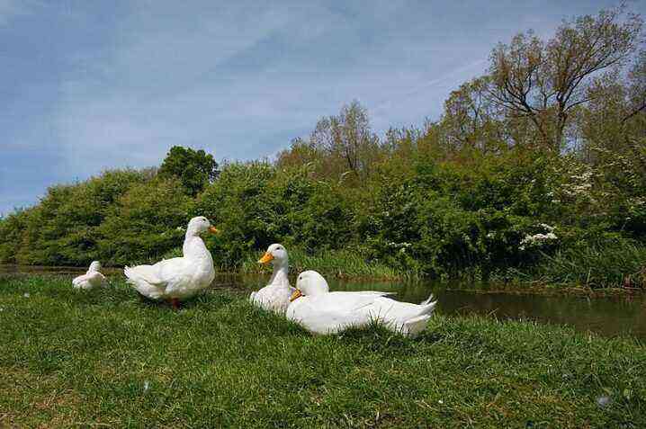 Ducks of Moscow, Ukrainian and other breeds. What does a domestic broiler duck look like? Who are the white thorns?