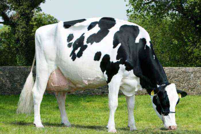 Dutch cow breed