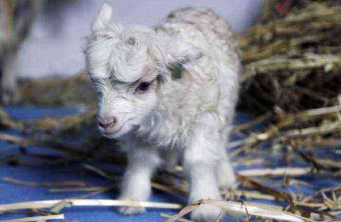 Dwarf mini sheep
