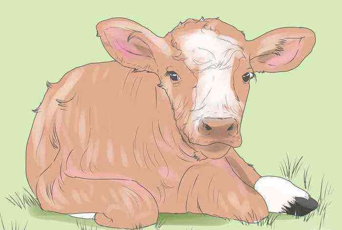 Dyspepsia in newborn calves