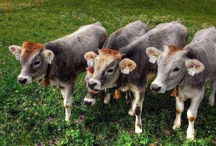 Eimeriosis in cattle