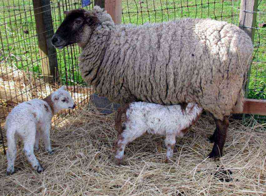 Suffolk lambs