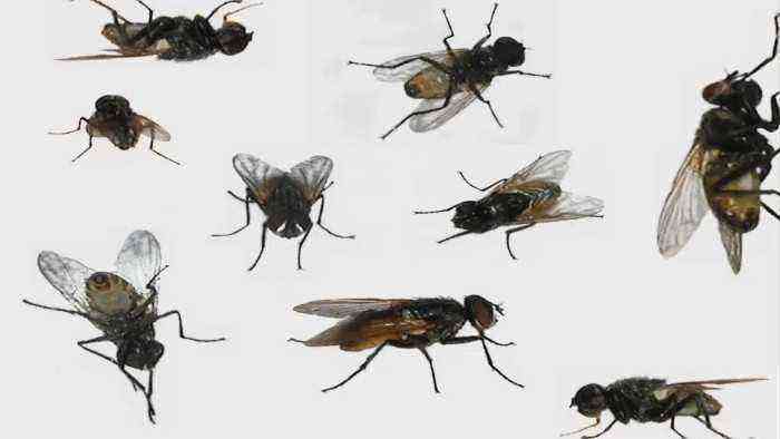 House flies carry disease