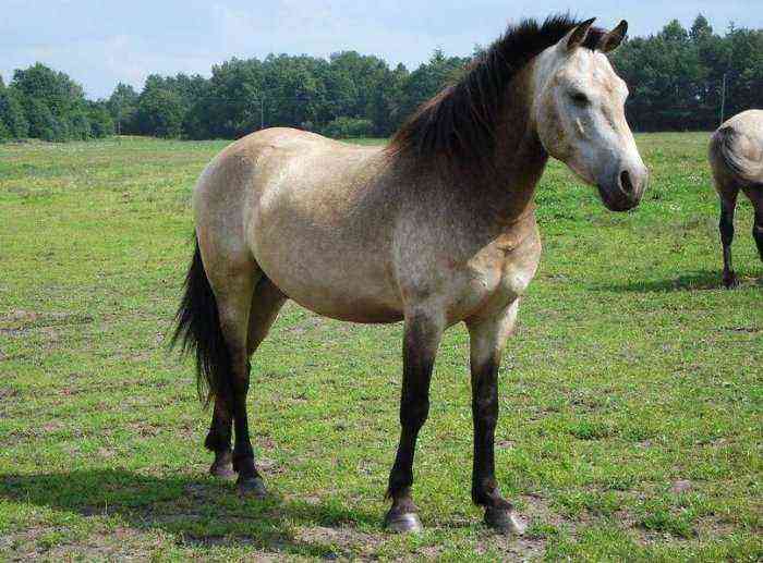 Estonian horse breed