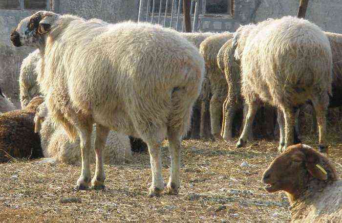 Fat-tailed breeds of sheep