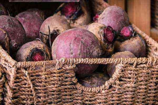 Features and rules for harvesting beets in September